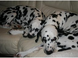 Basima vom Hause Fiedanu