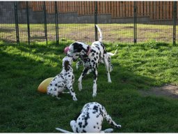 Basima vom Hause Fiedanu