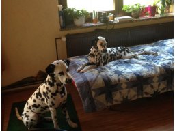 Basima vom Hause Fiedanu