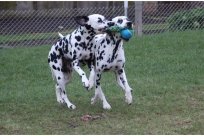 Basima vom Hause Fiedanu