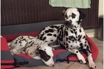 Basima vom Hause Fiedanu