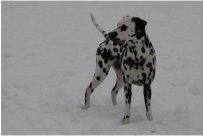 Basima vom Hause Fiedanu