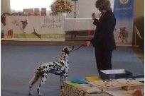 Basima vom Hause Fiedanu