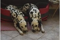 Basima vom Hause Fiedanu