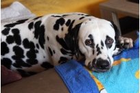 Basima vom Hause Fiedanu