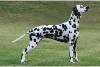 Basima vom Hause Fiedanu