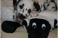 Basima vom Hause Fiedanu