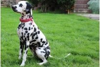 Basima vom Hause Fiedanu