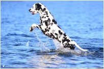 Basima vom Hause Fiedanu