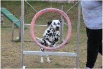 Basima vom Hause Fiedanu