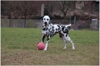 Basima vom Hause Fiedanu