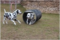 Basima vom Hause Fiedanu