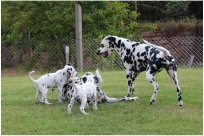 Basima vom Hause Fiedanu