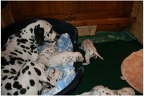 Basima vom Hause Fiedanu