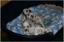 Basima vom Hause Fiedanu