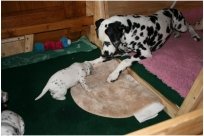 Basima vom Hause Fiedanu