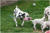 Basima vom Hause Fiedanu