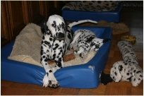 Basima vom Hause Fiedanu