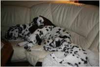 Basima vom Hause Fiedanu