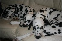 Basima vom Hause Fiedanu