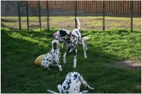 Basima vom Hause Fiedanu