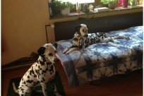 Basima vom Hause Fiedanu