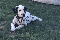 2009-08-idefix