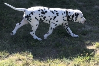 2009-09-ivory