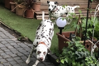 der schöne Garten lädt zum spielen ein