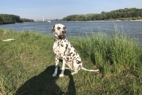 Mia sitz in der Sonne an der Donau