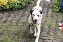 die Freude bei Orion in gross