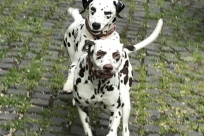 spielen...?    :-)