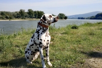 der letzte Morgen an der Donau