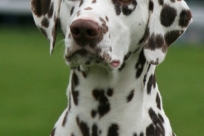 OlikEva